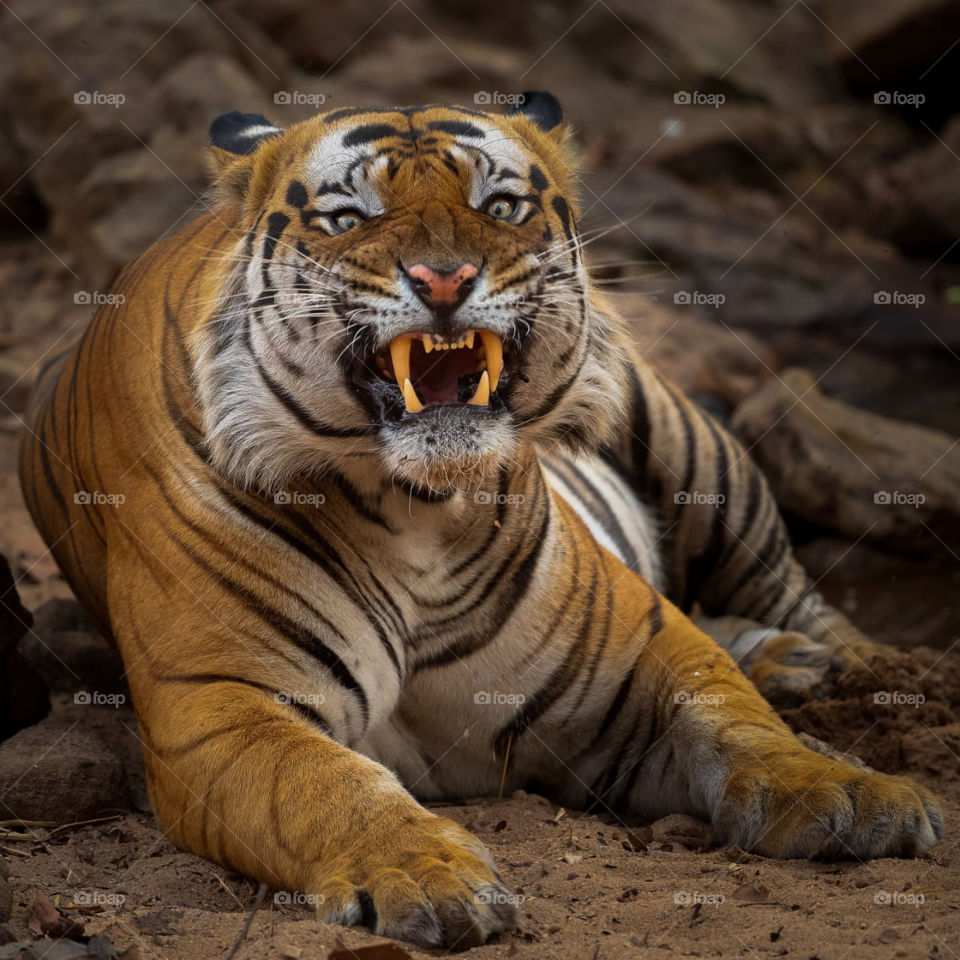 ANGRY CHOTA BHEEM not very happy with the presence of the tourists!