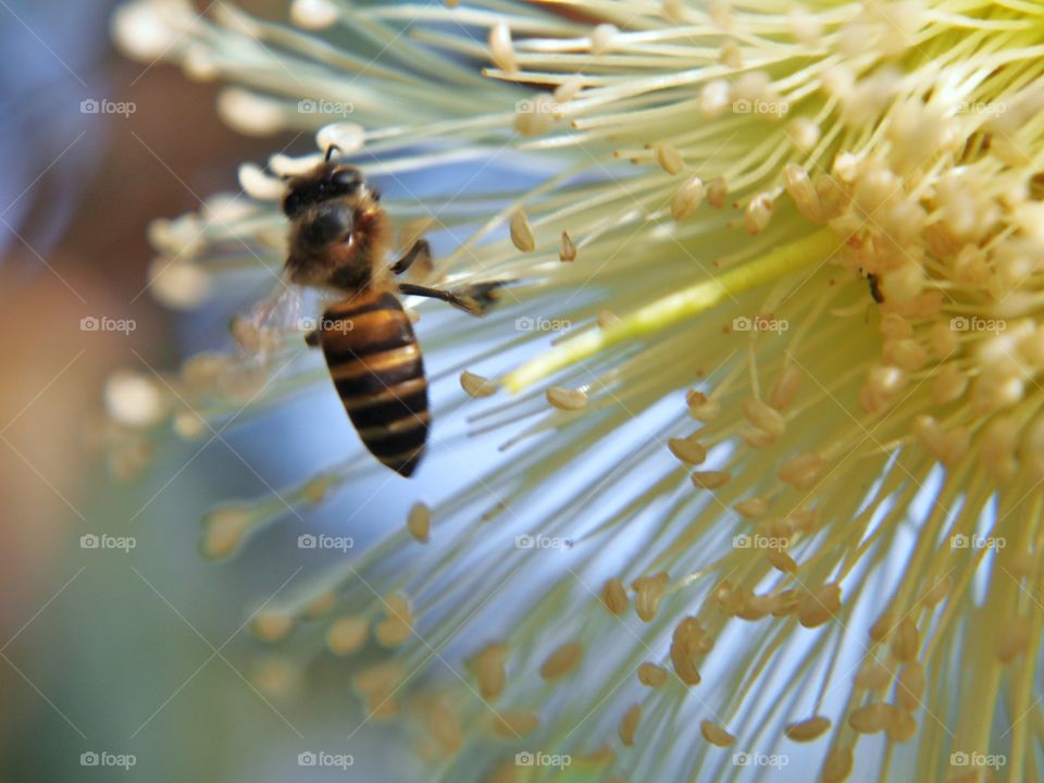 Close up of bee