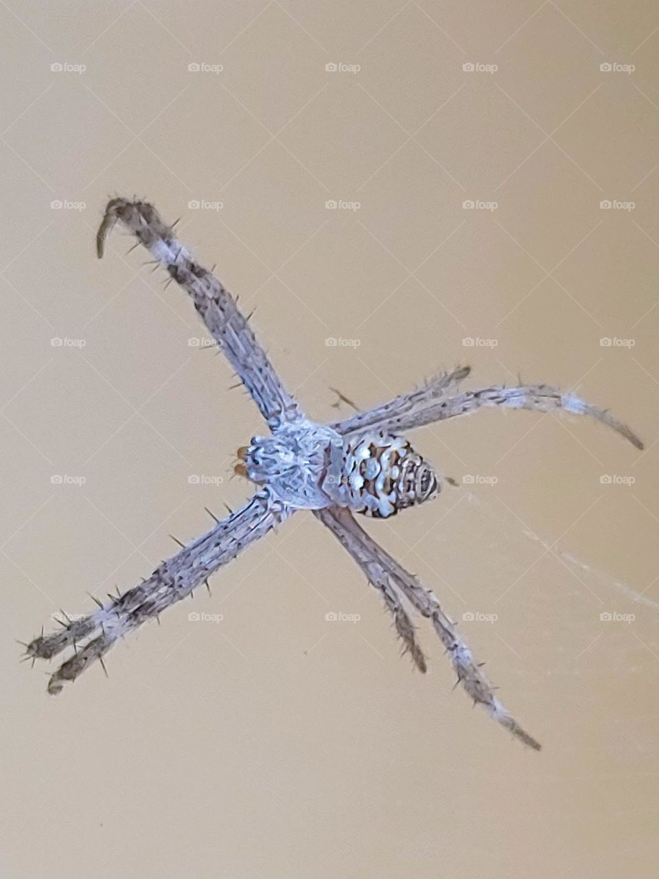 the spider captured