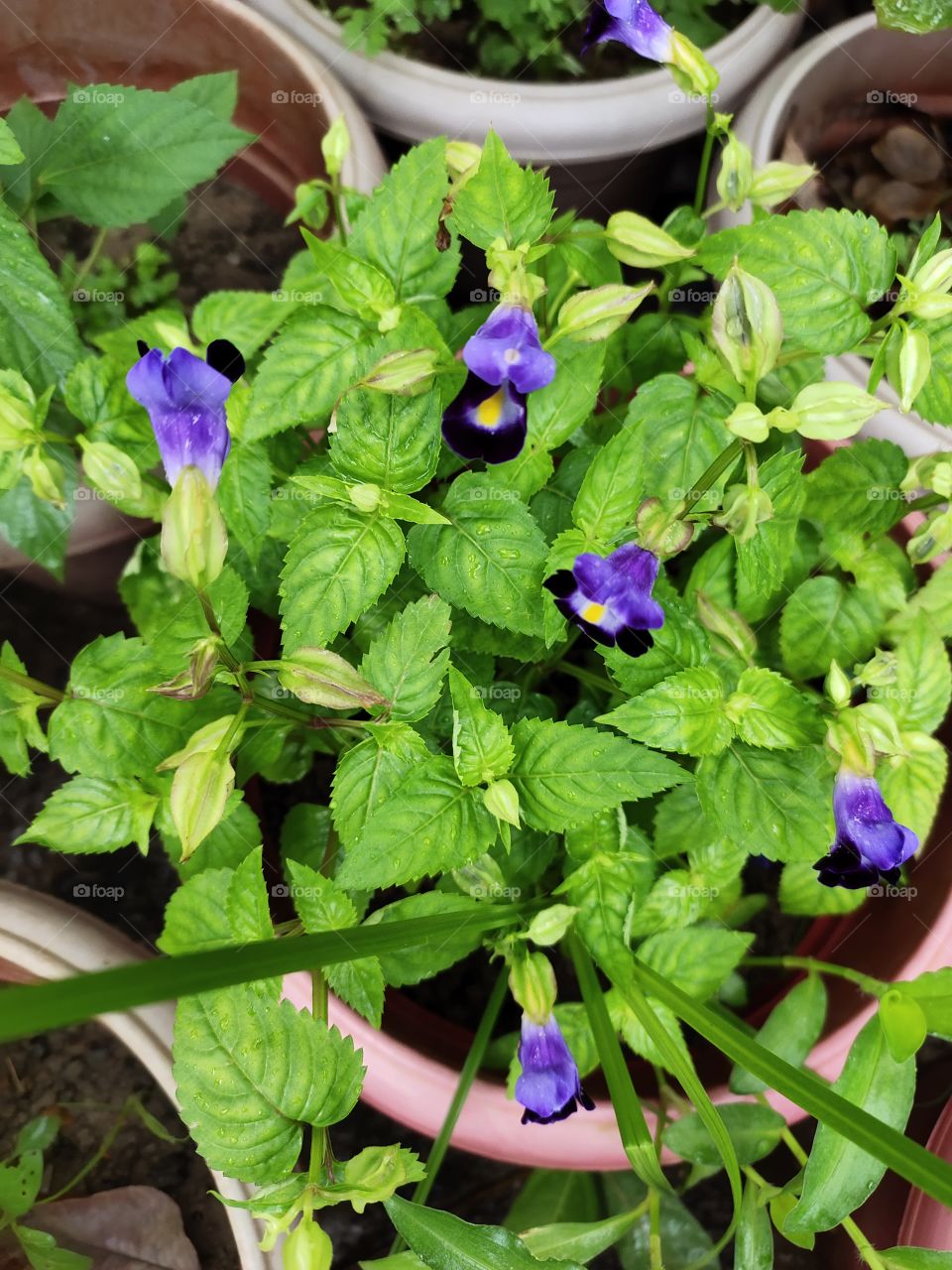 Torenia Plant
Grooming Purple Flowers 🌸🌺
🌿🌿🌿🌿
Beauty of Flora