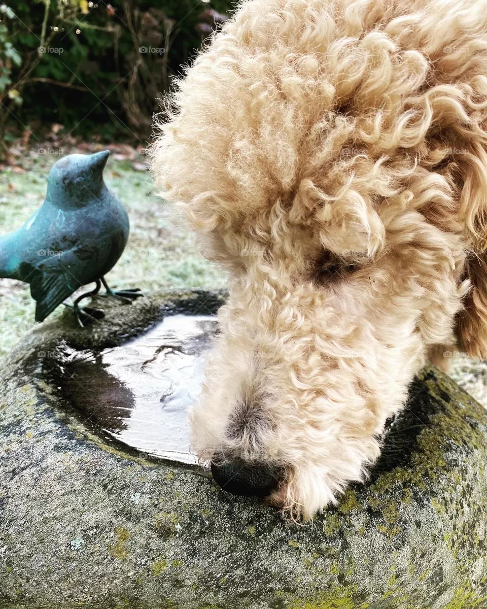 Pudel im Winter vor Vogeltränke aus Stein mit eloxiertem Spatz aus Bronze