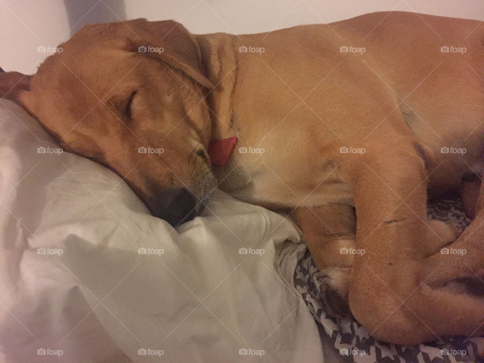 Dog, Bed, Sleep, One, Portrait