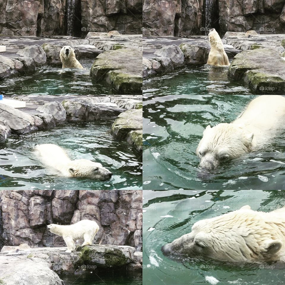 Polar Bear exhibit #Alaskalife