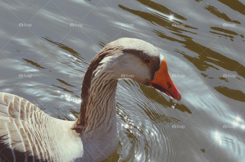 water bird swing in a duck pond on a beautiful spring day