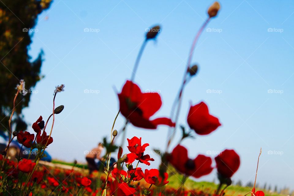 Close-up of red flowers