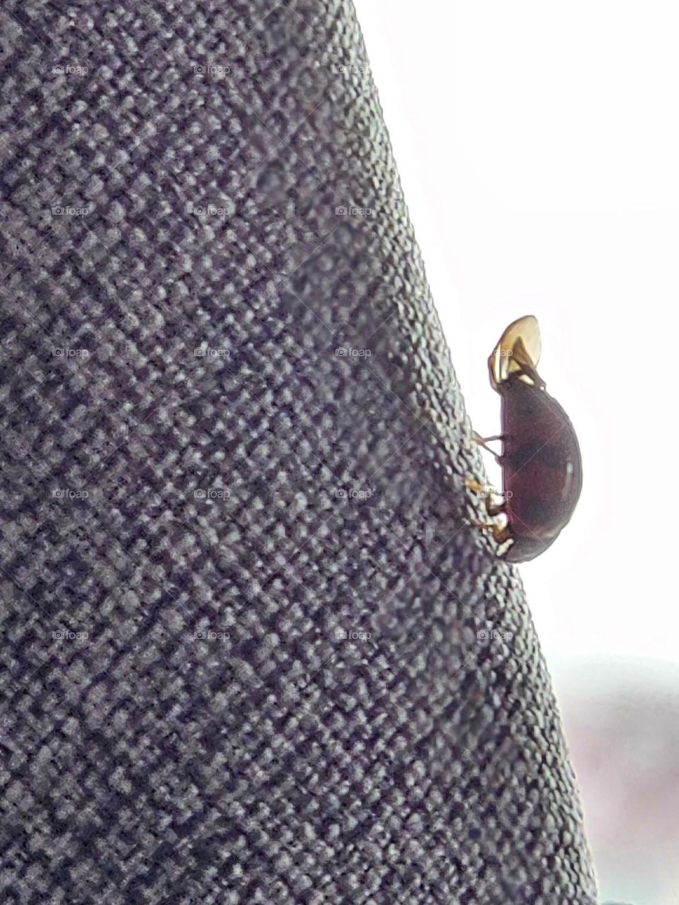 A ladybug visitor on a gray shirt