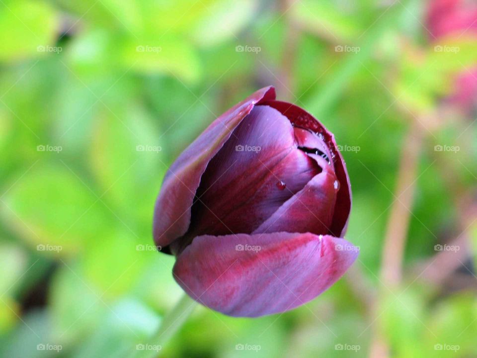 Tulip