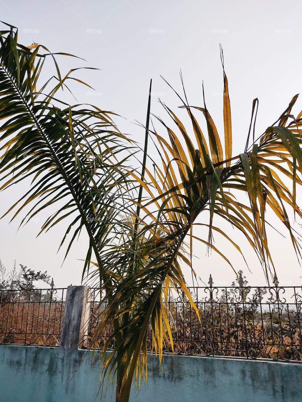 Beautiful😍 tree🌴