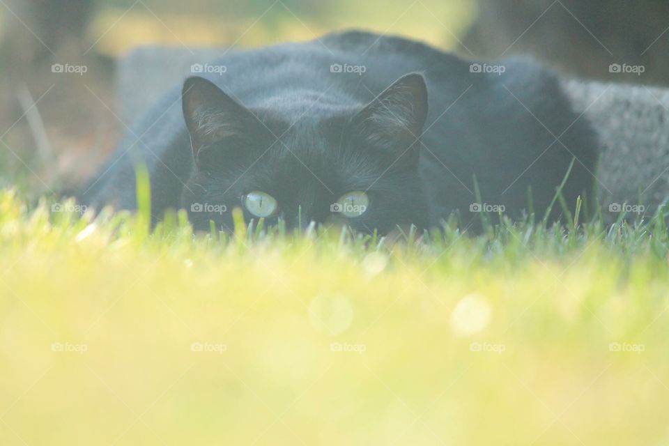Black cat. Black cat