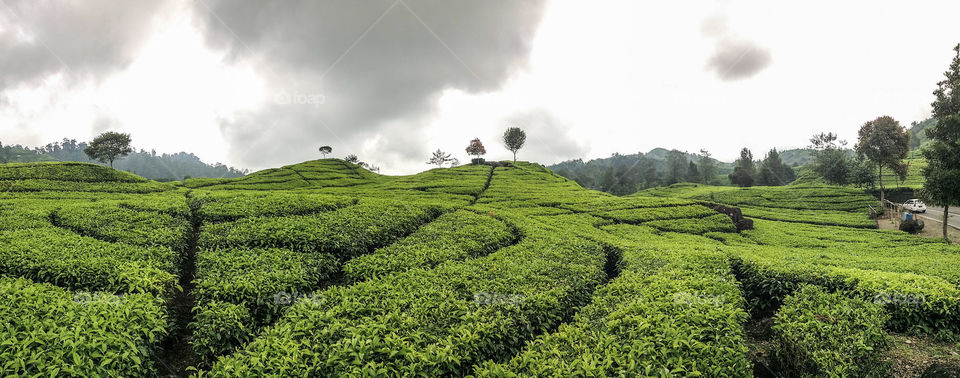 ciwidey tea plantation