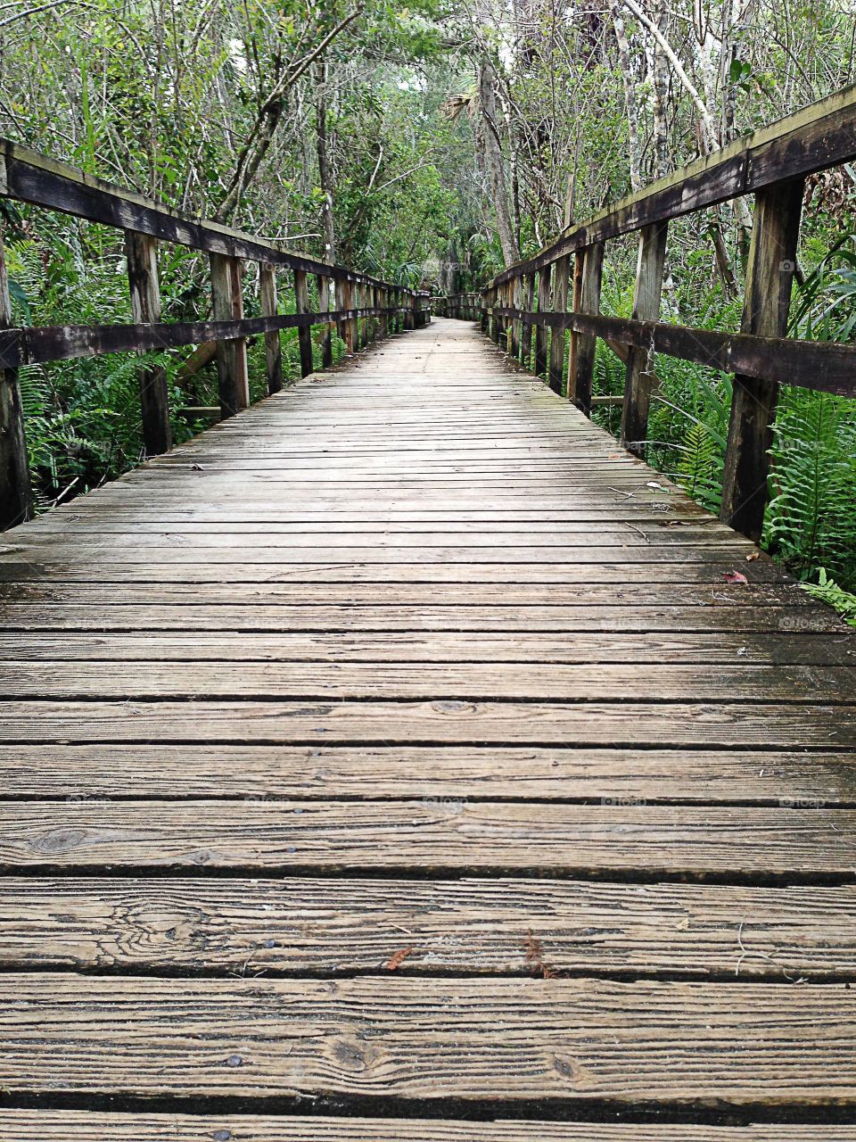 Boardwalk into the forest-symmetry 