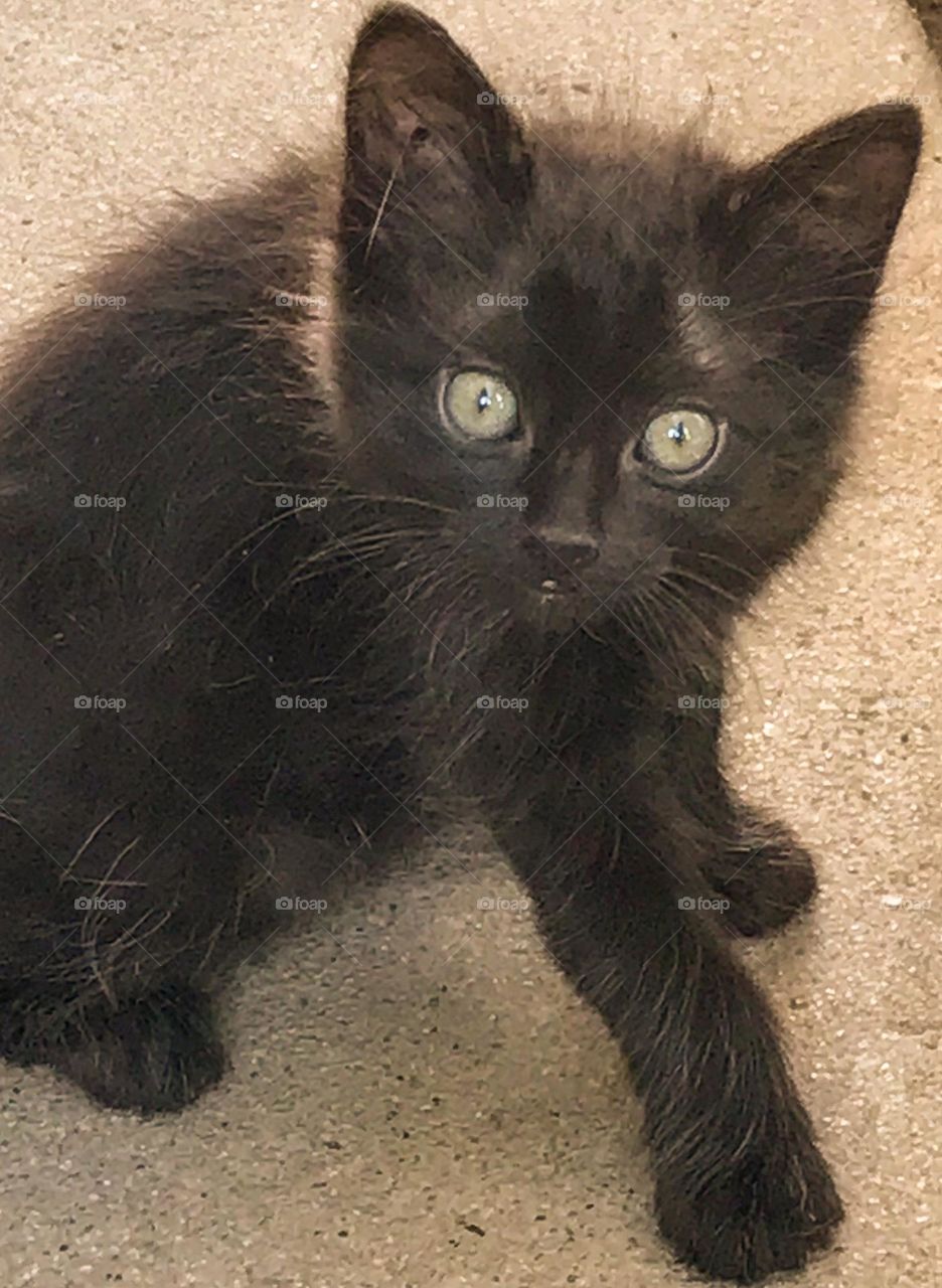 A very adorable kitten. It was kind enough to pose for a photo shot.