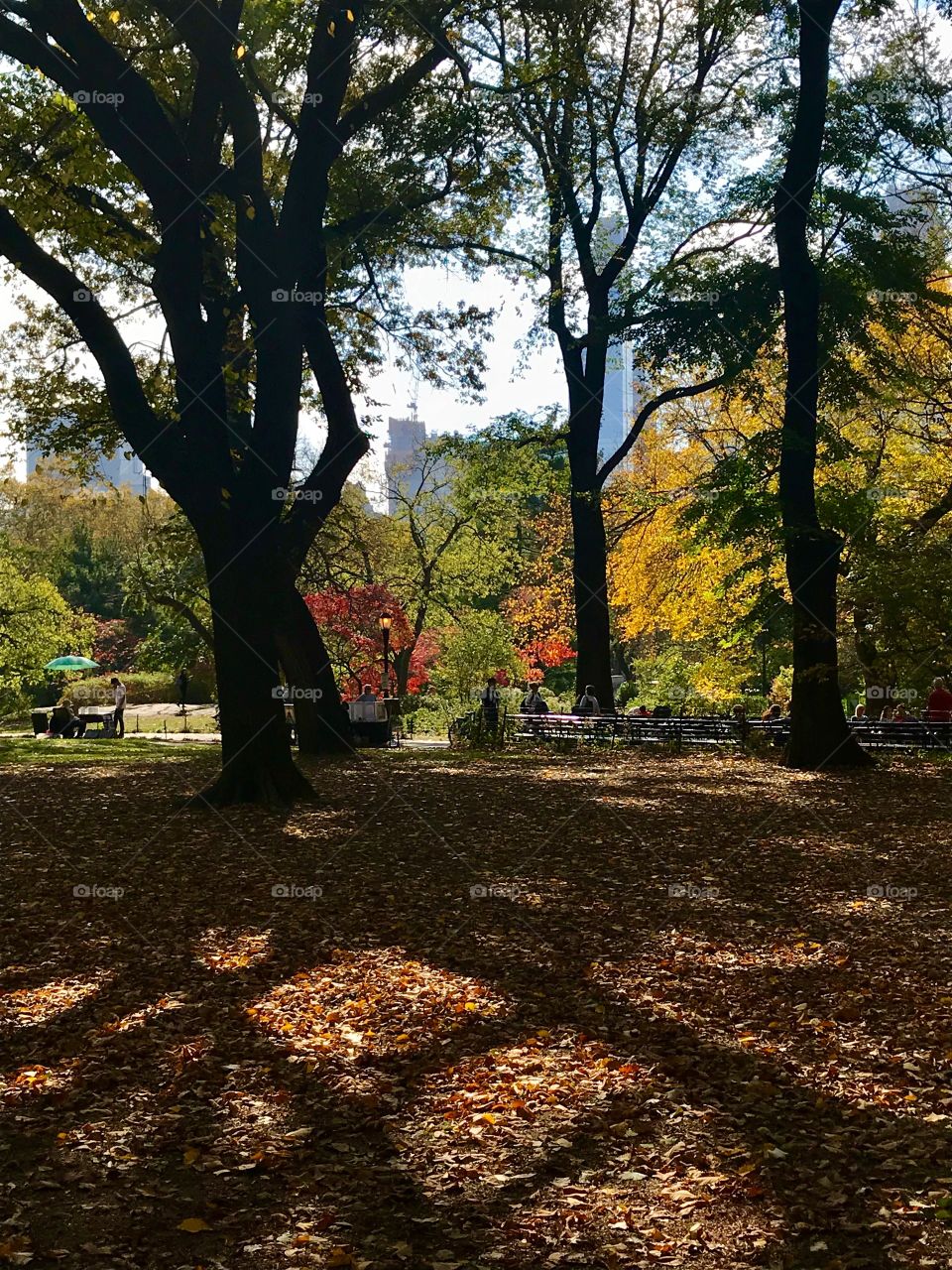 Autumn in Central Park