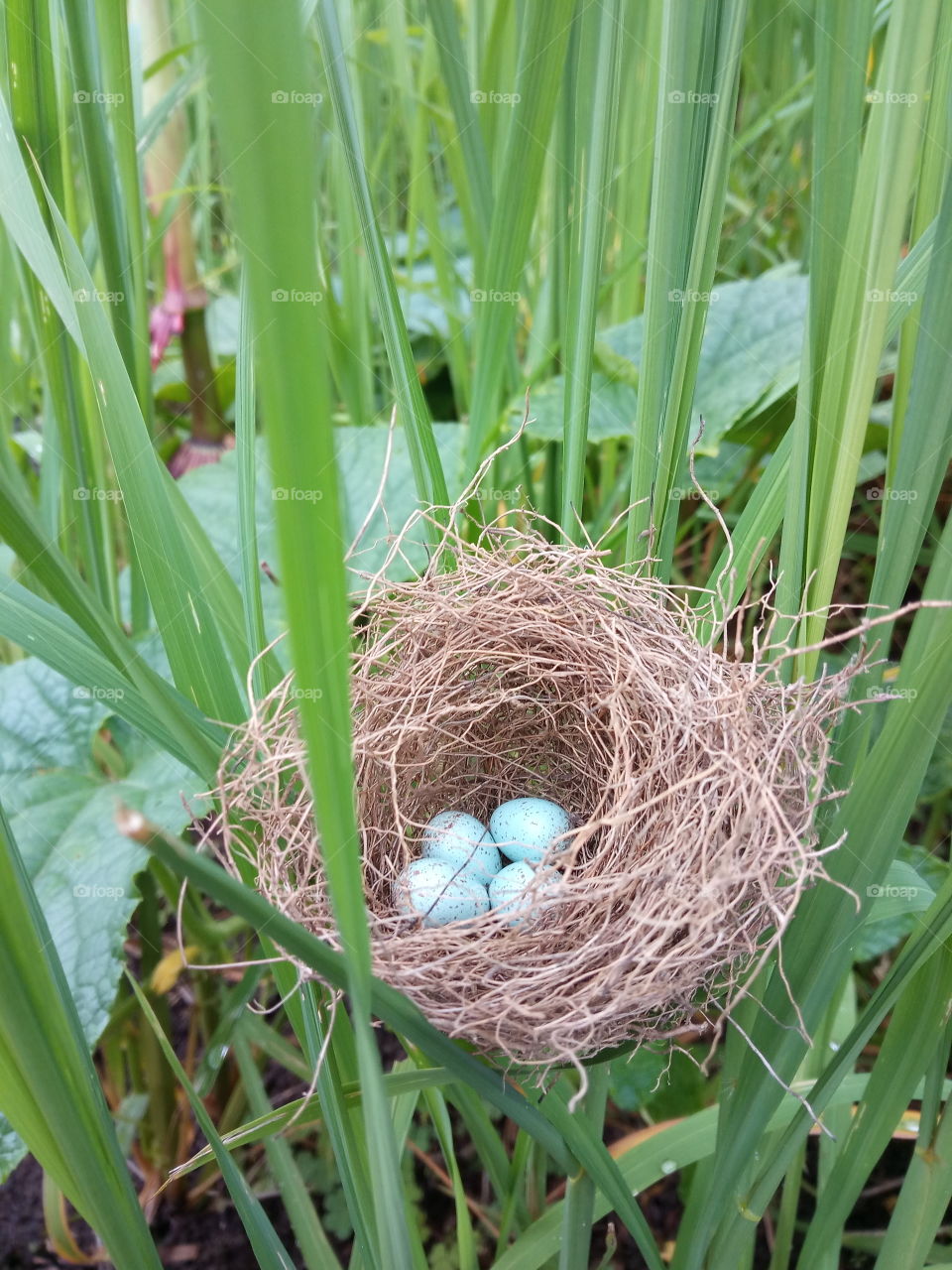 nest