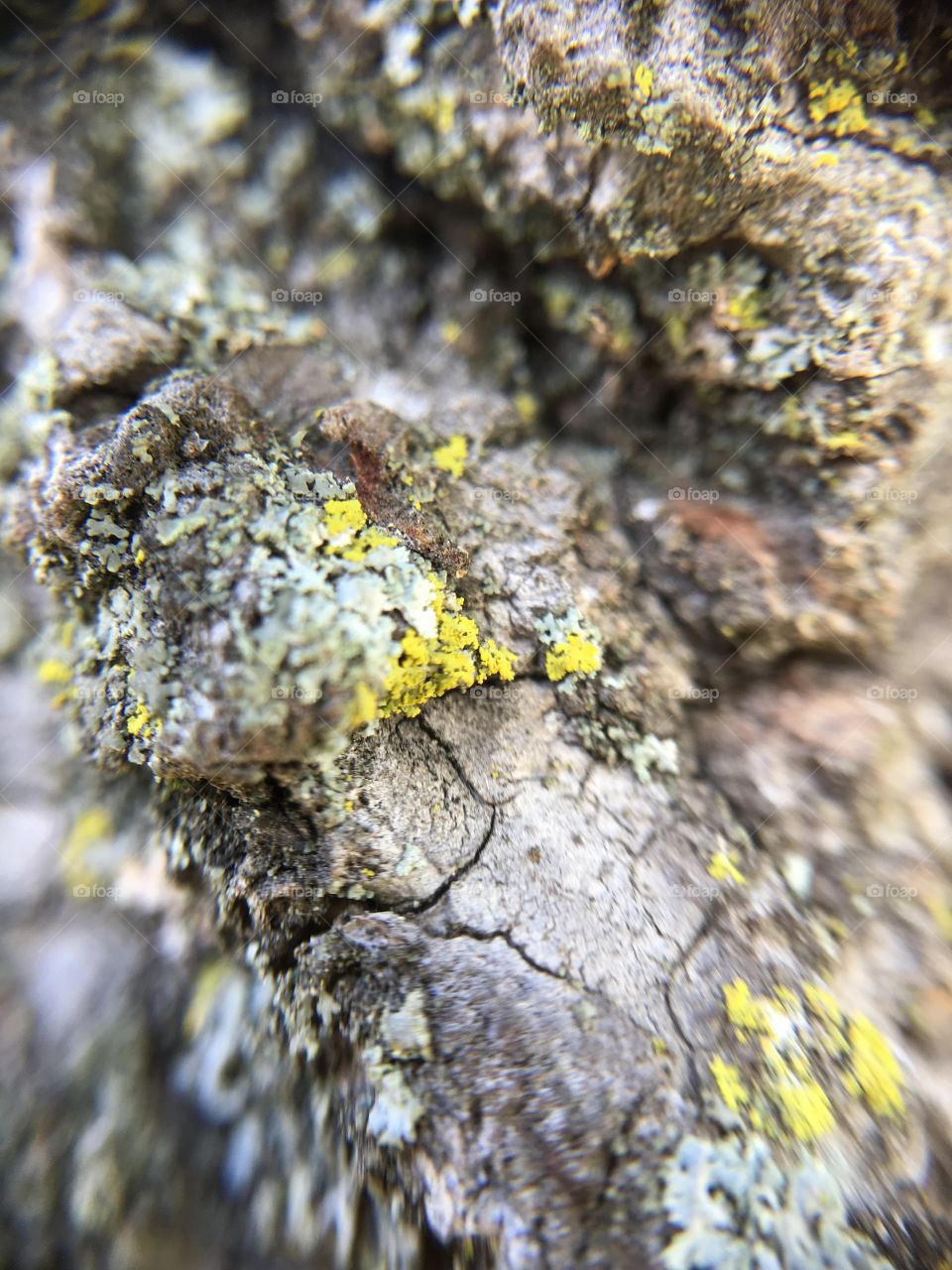 Tree bark closeup