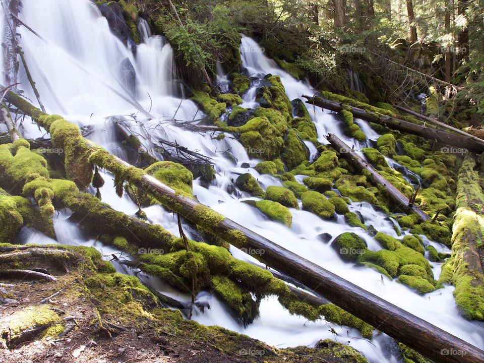 The mountain cold and fresh waters of Clearwater Falls rushing over moss covered rocks and slick wet logs on a sunny spring morning in Southwestern Oregon.