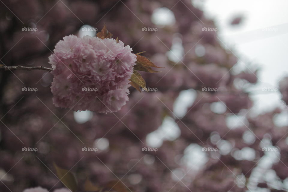 Sakura, Ukraine, Uzhhorod