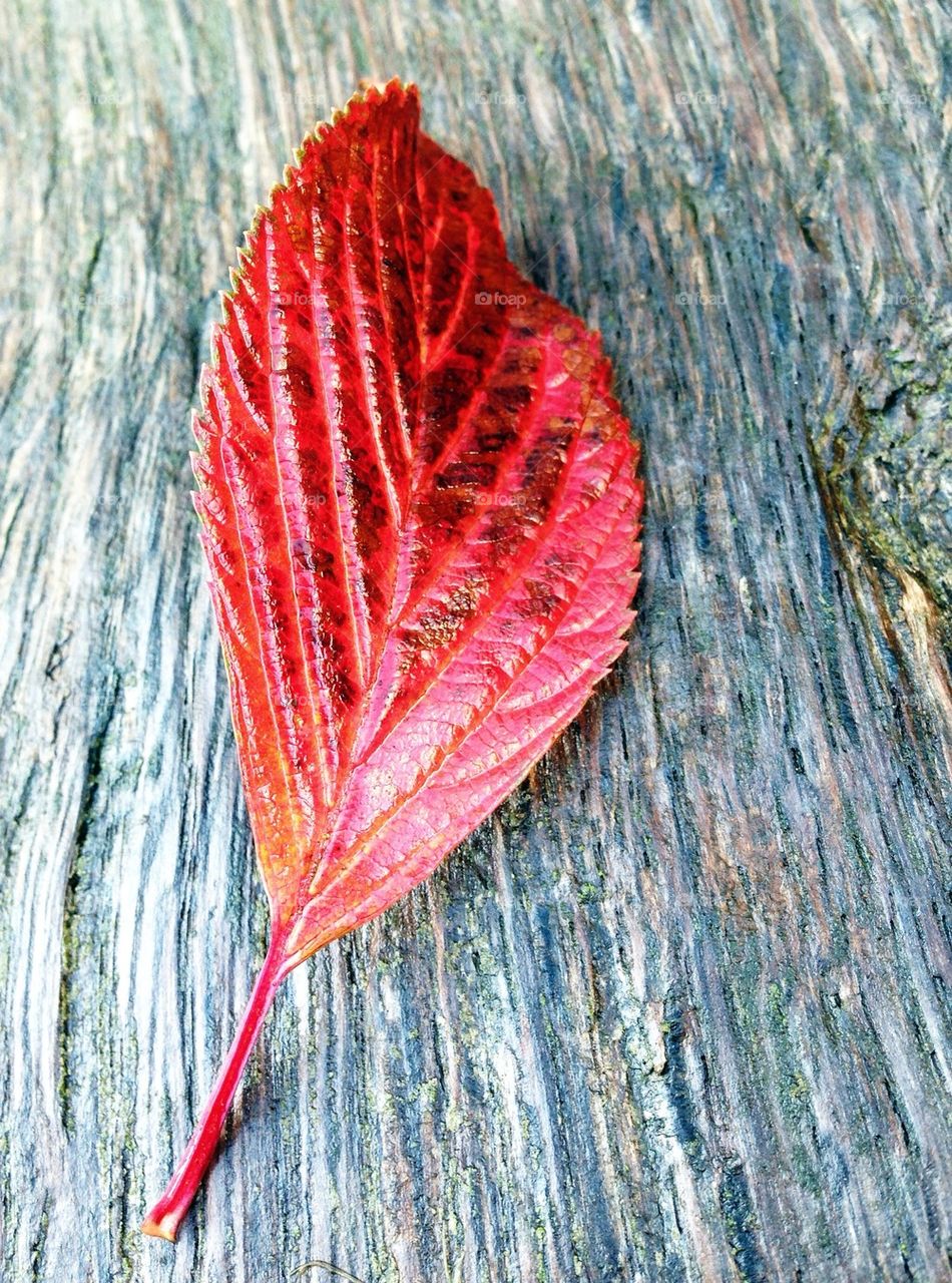 Autumn leaf