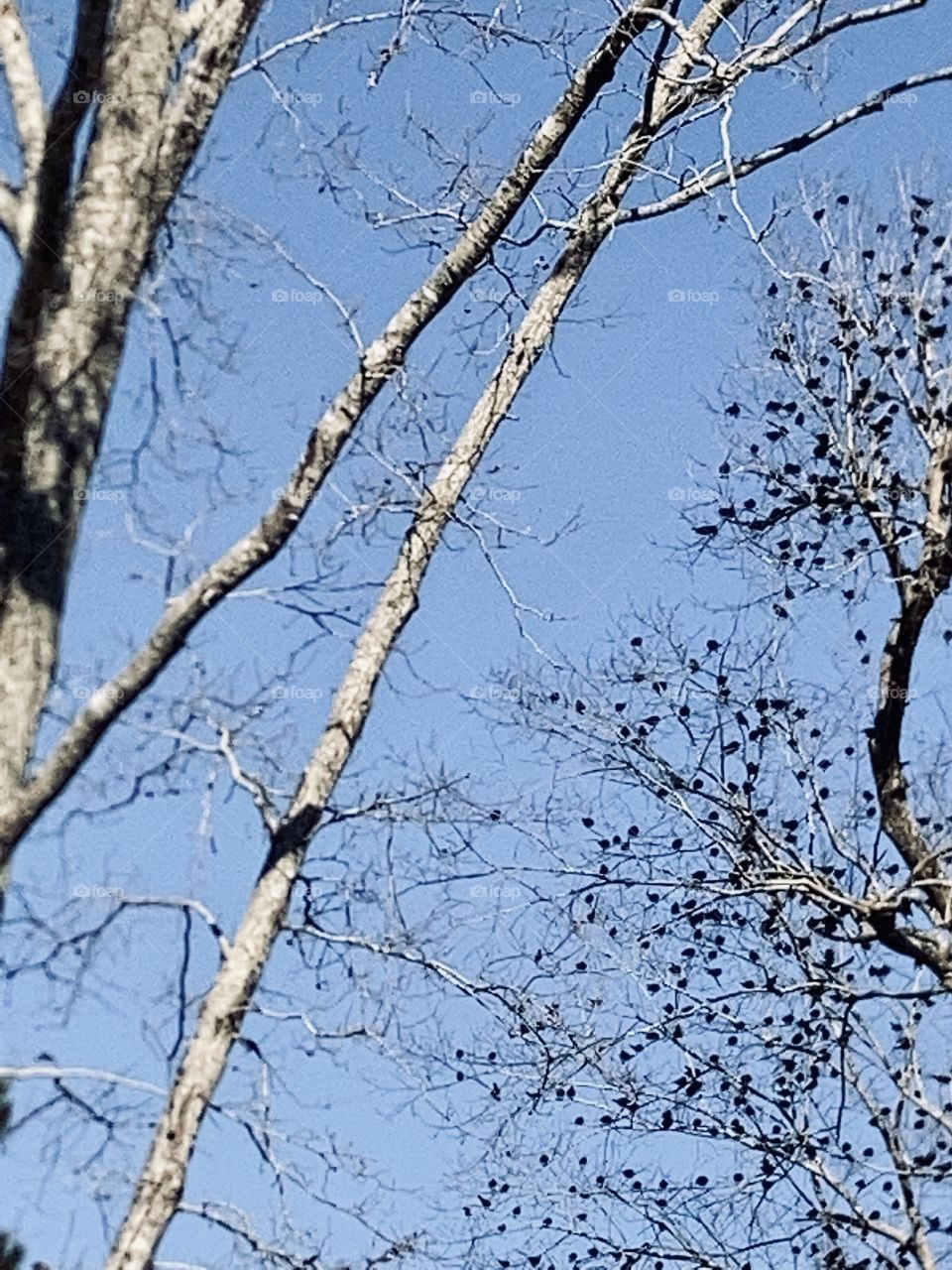 Tree with birds with blue sky