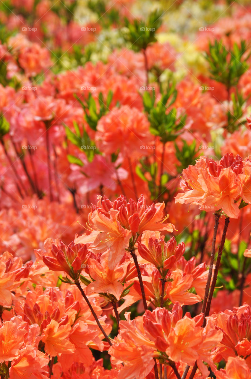 Wild lilies blooming on field