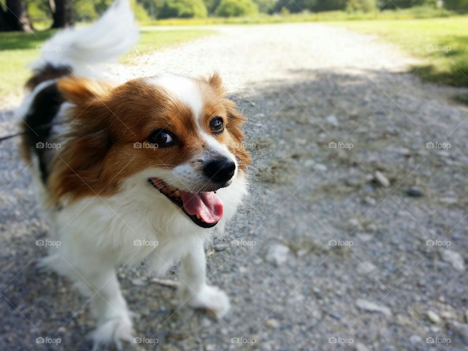 A Papillion dog smiles looking at the camera standing on a rock road in spring
