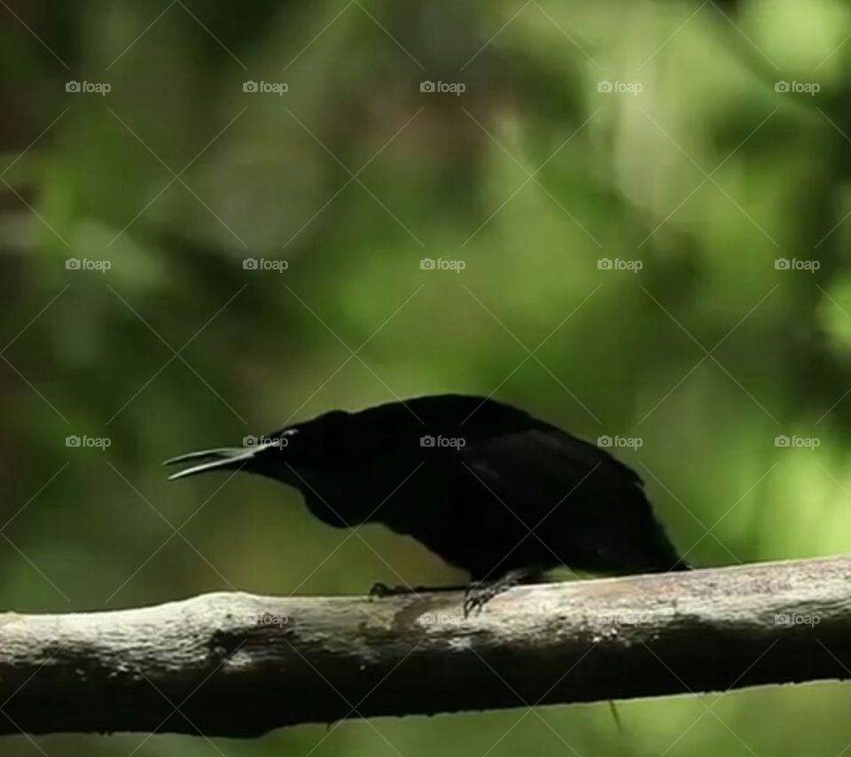 birds images