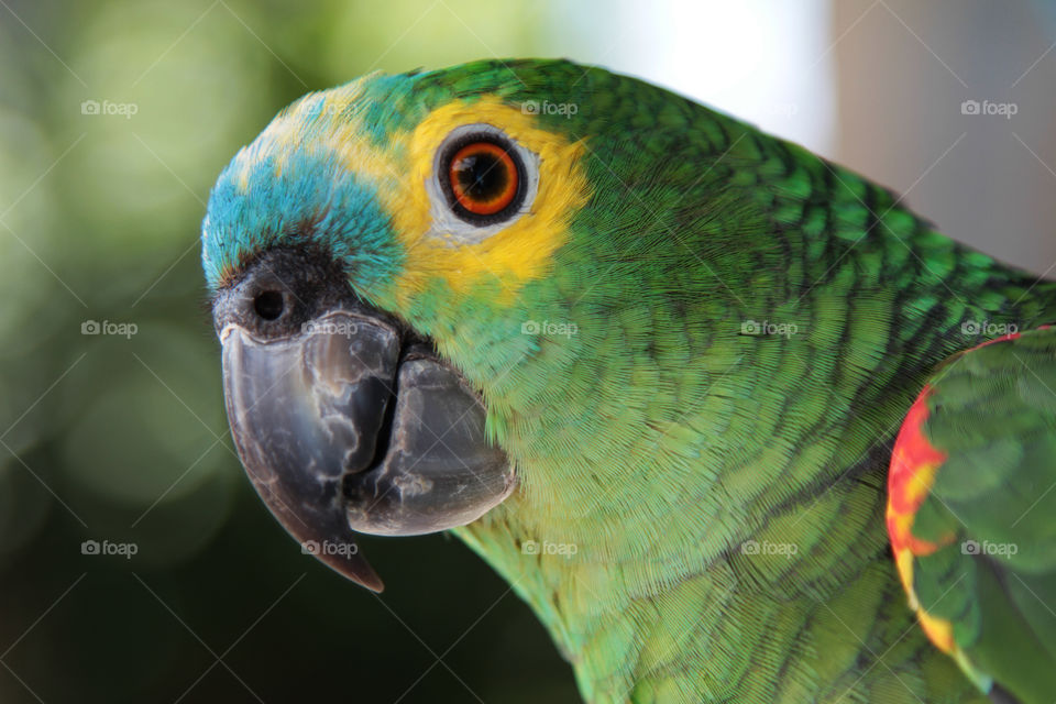 View of parrot