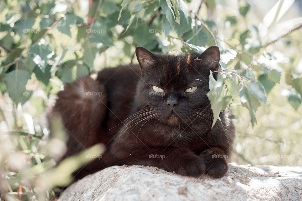 Black cat under birch brunch outdoor portrait at spring sunny day