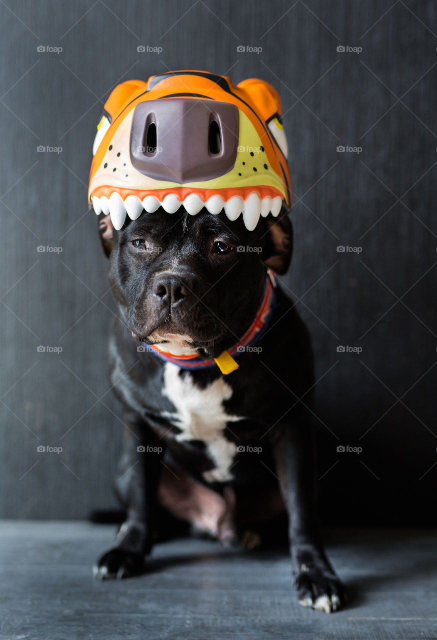 Cute dog in the funny hat