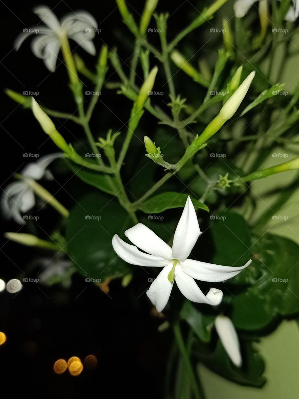 flowers 🌼🌼🌼