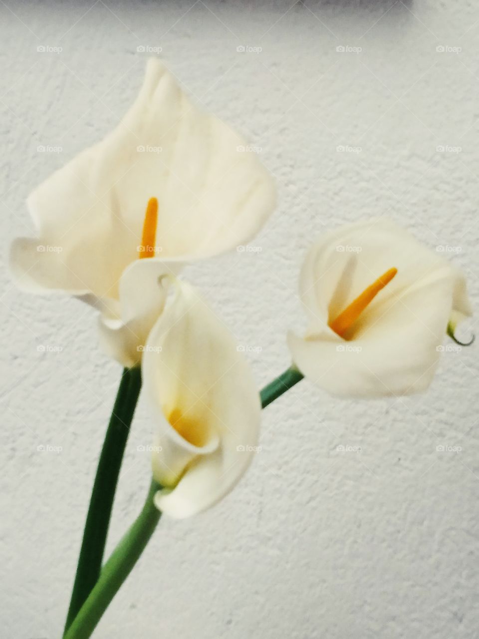 3 white lilies