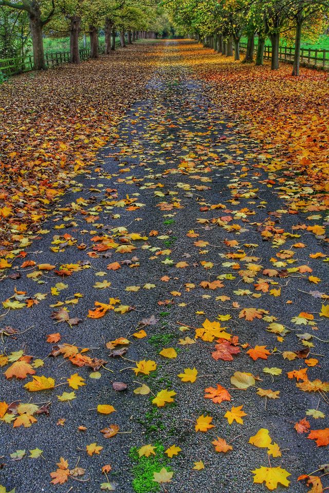 An English country lane in autumn which is covered in fallen leaves.