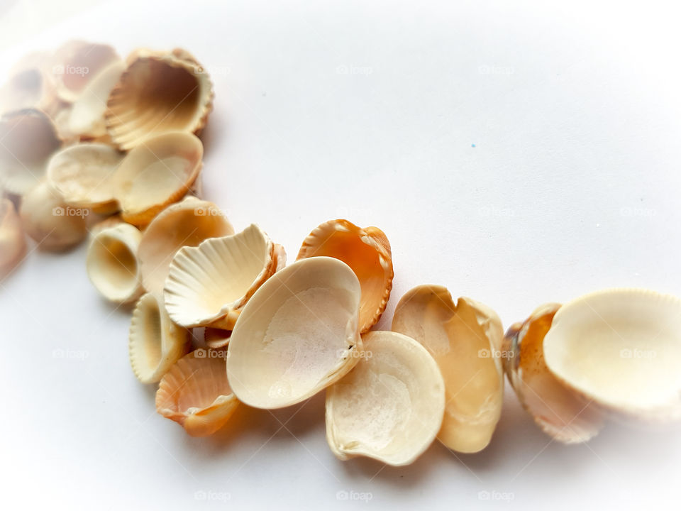 Shells on a white background