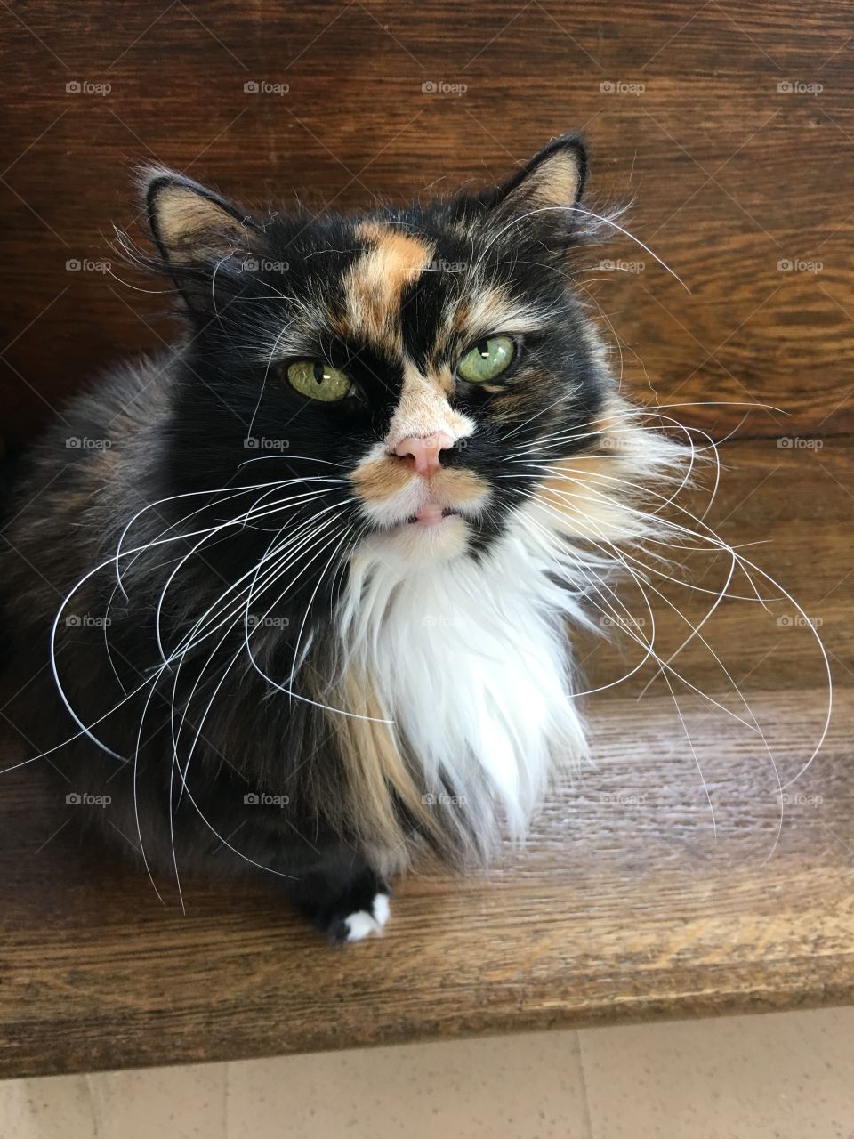 Miss Whiskers