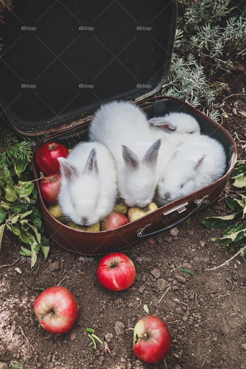 rabbit easter animals summer