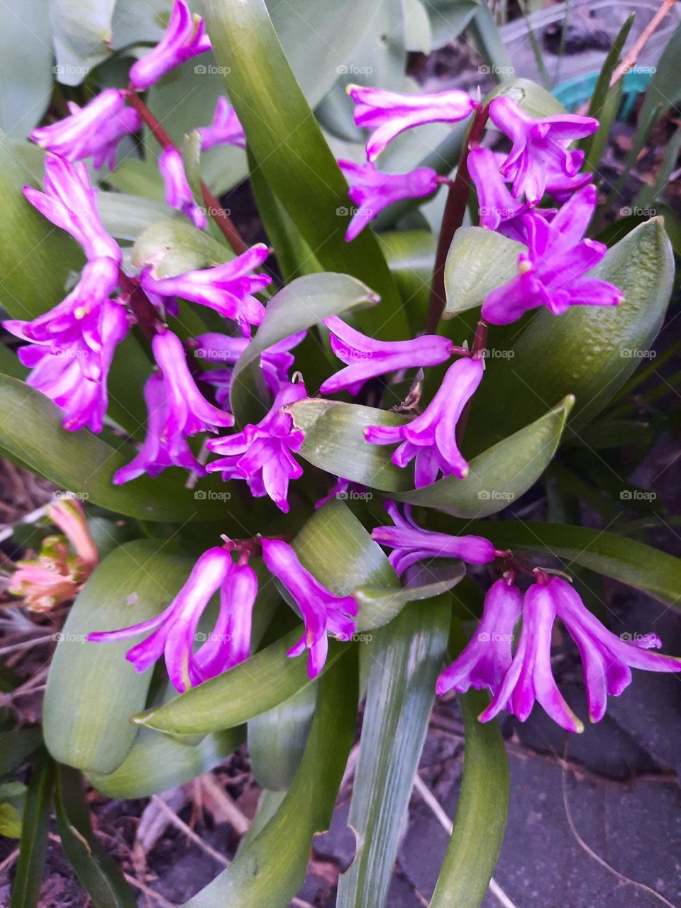 purple  flowers of hyacinth