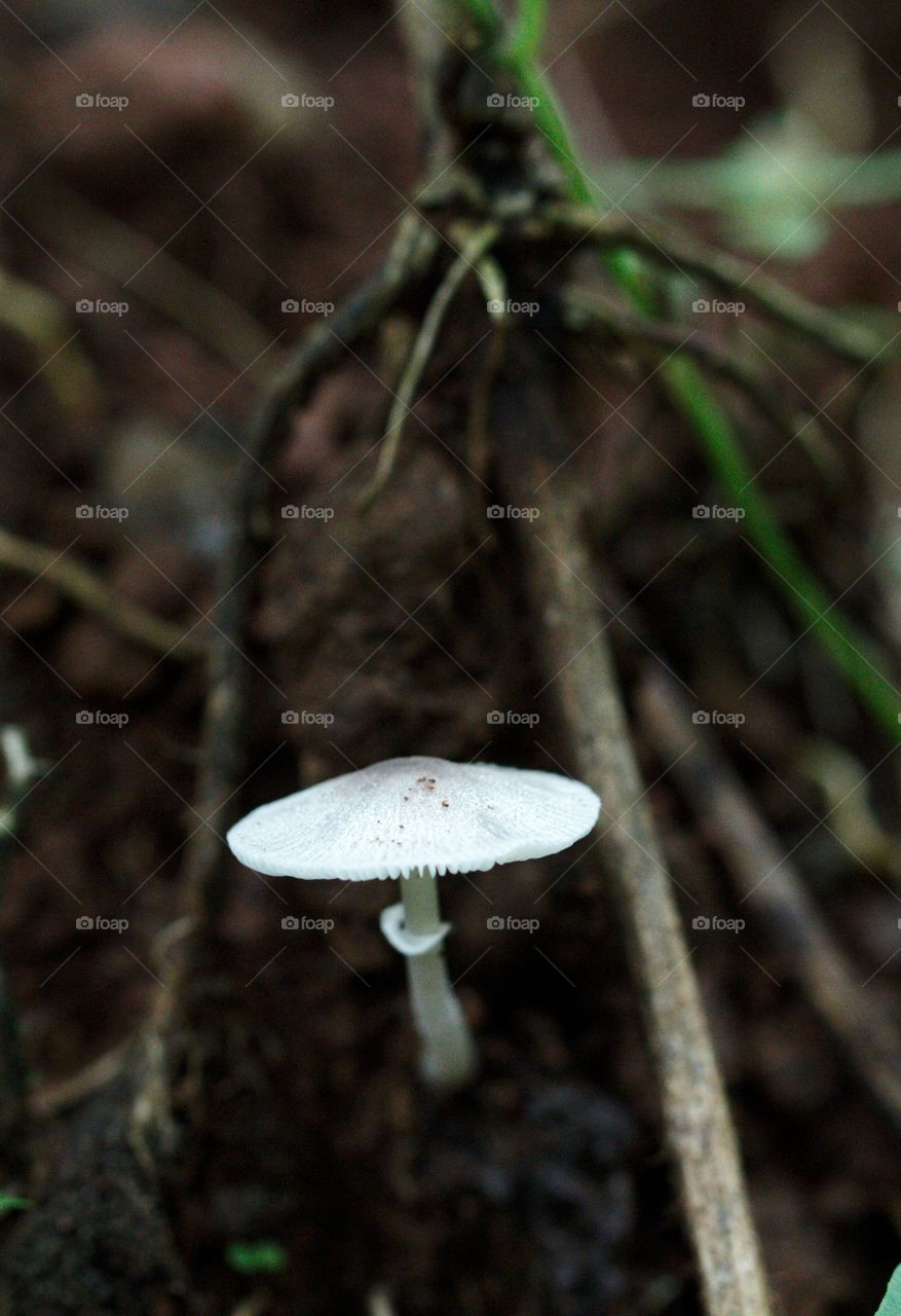 mushroom macroshot