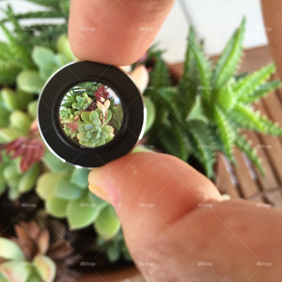 Microlense miniature. Microlense miniaturized my succulents