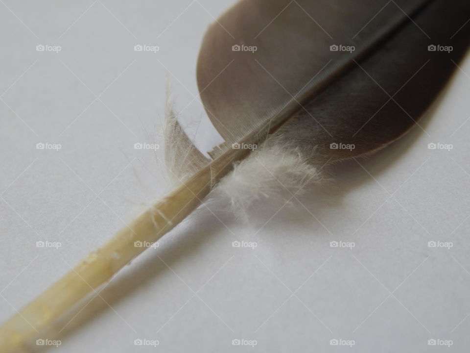 Still Life, No Person, One, Wood, Flatware