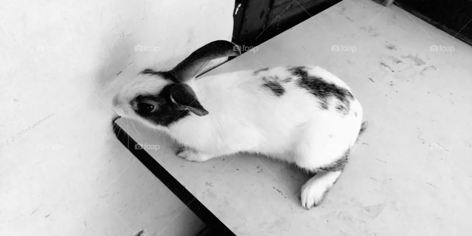 rabbit