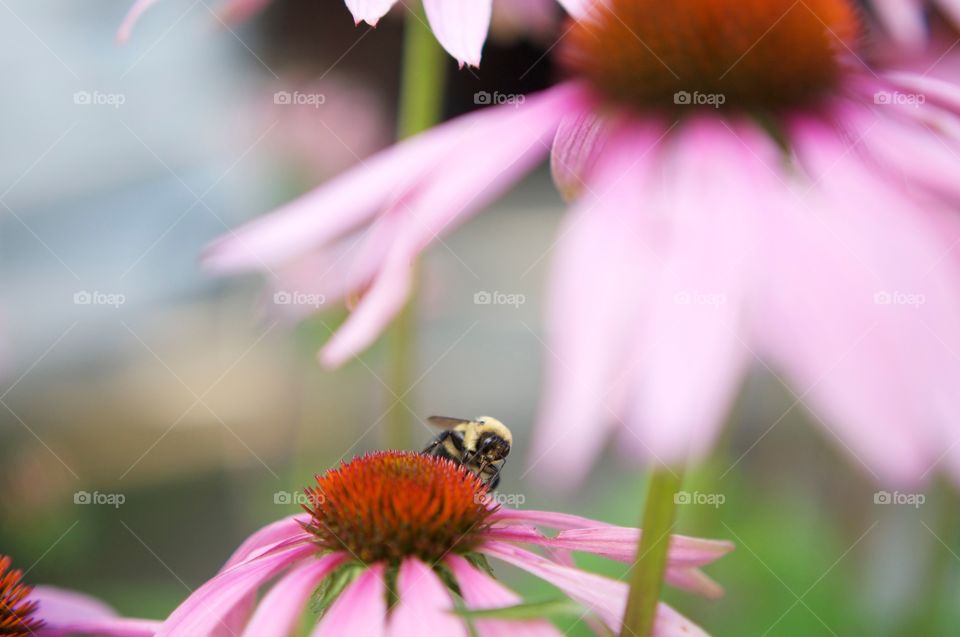 Yellow Bumble Bee 