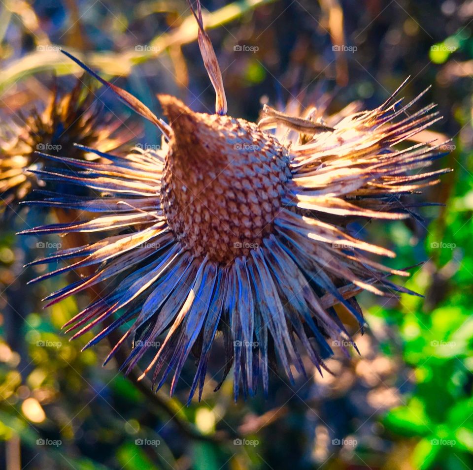 Seed head with most seeds eaten by birds