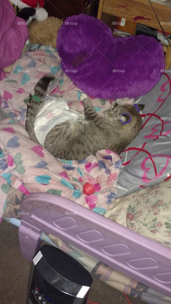 Cat in a Diaper