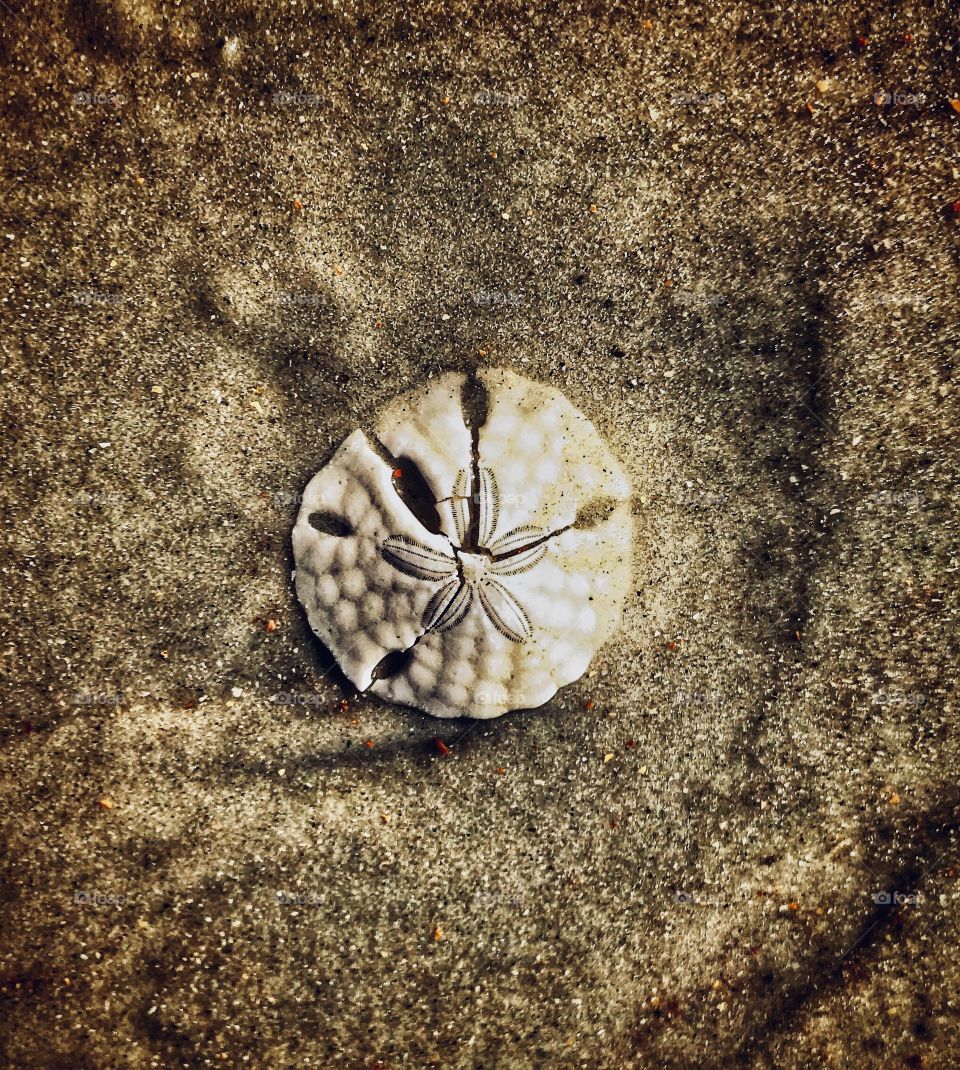 A sand dollar on the beach—taken in St. Augustine, Florida 