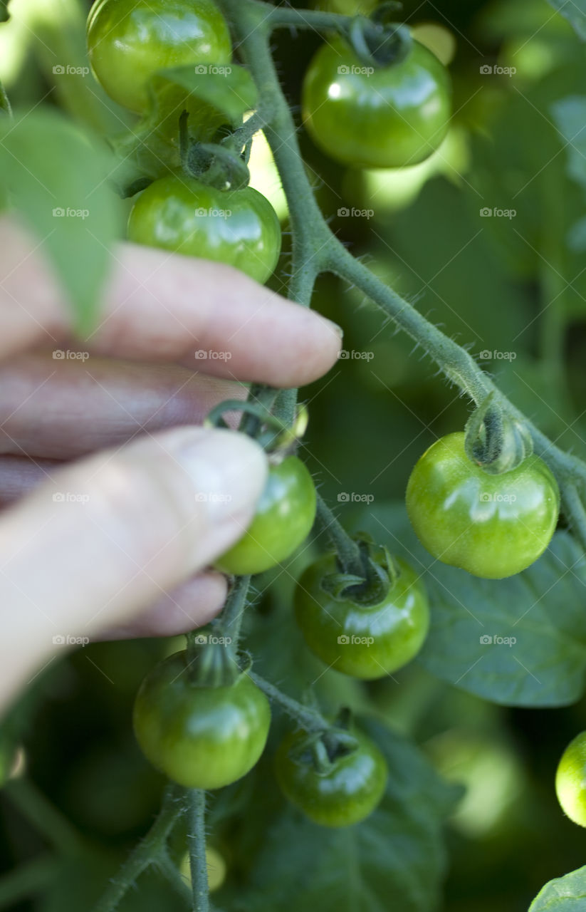 Human holding cherry tomatoes