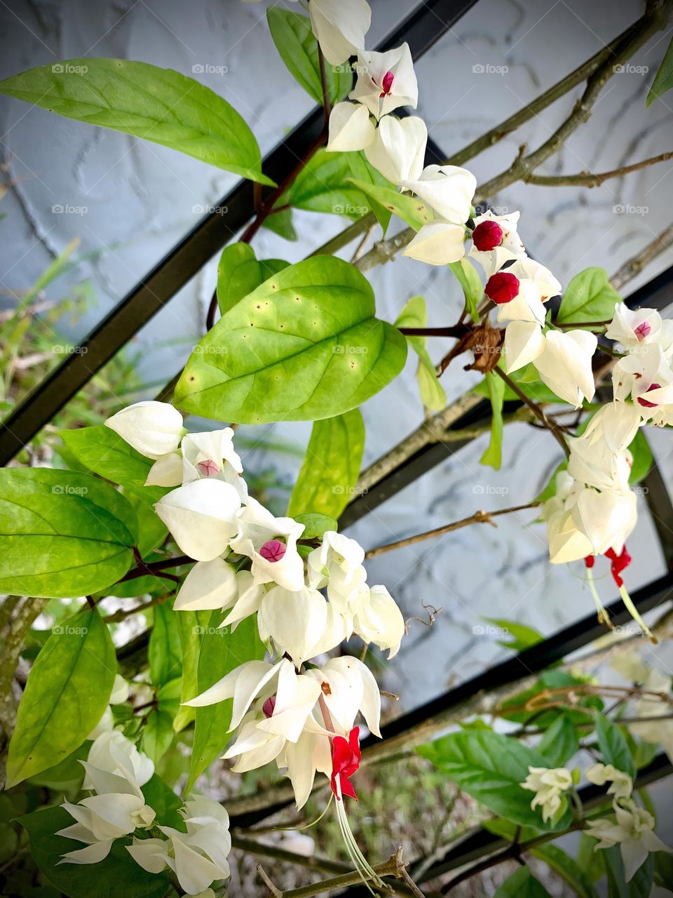 Bleeding Heart Vine, Glory Bower, Tropical Bleeding Heart Growing On Vine Trellis For Support By the House Wall.