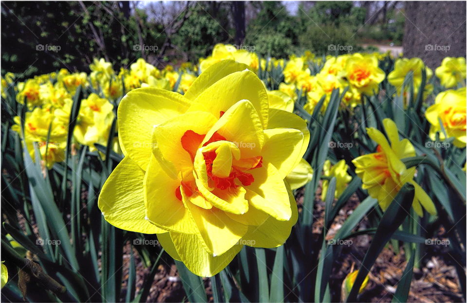 Bloom in field of daffodils 
