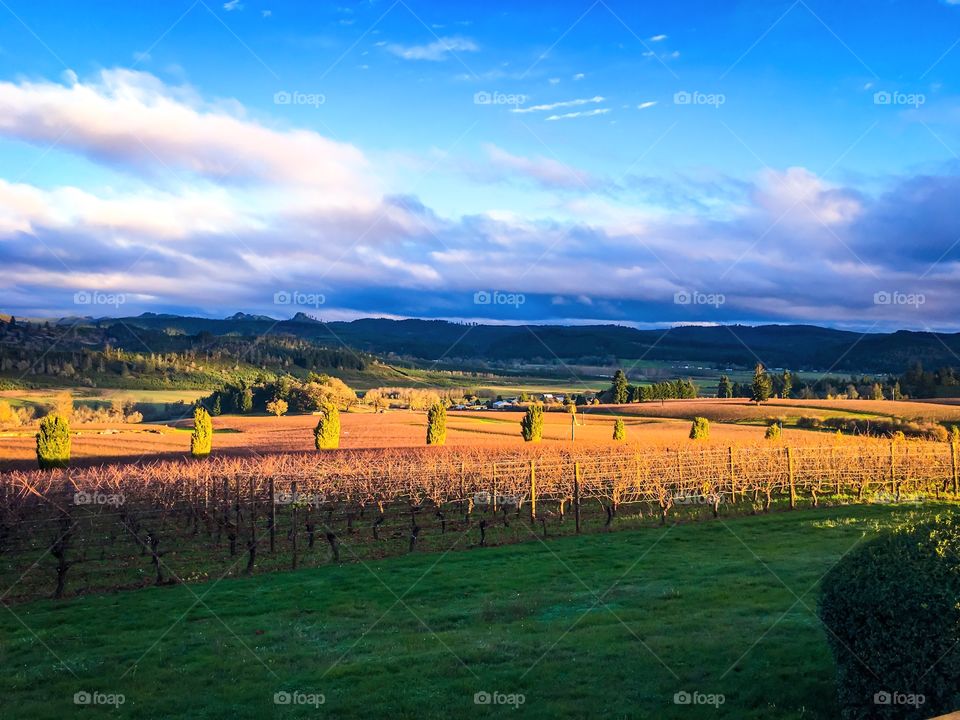 View of yellow field