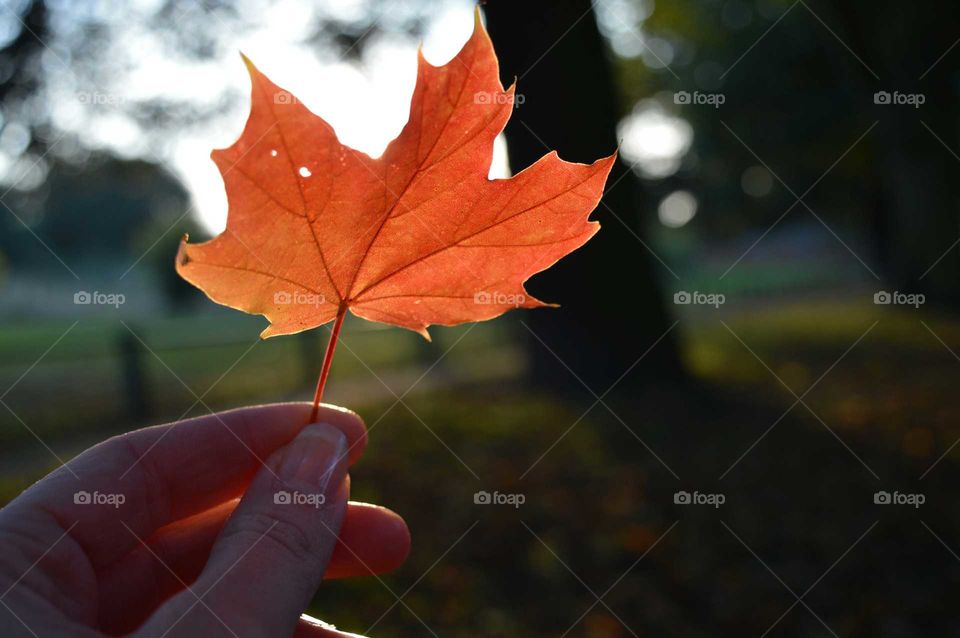 maple leaf. holding color of autumn