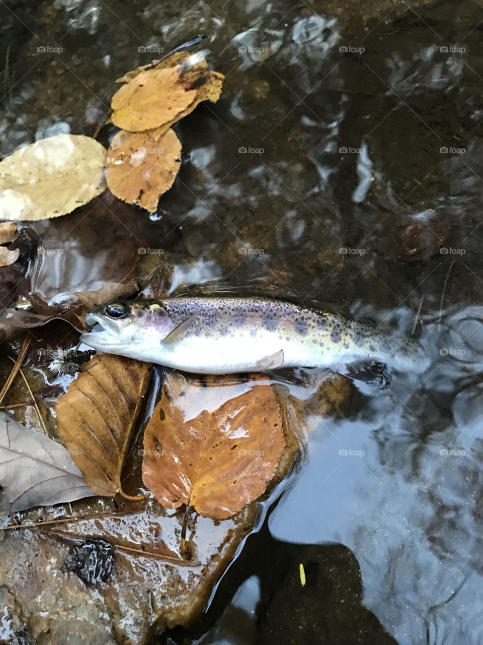 Wild rainbow trout
